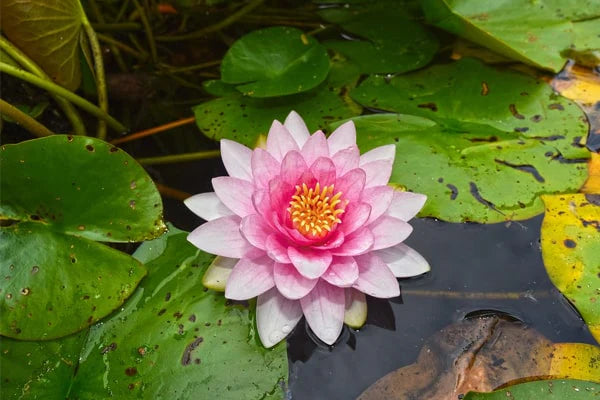Aquatic Plants & Supplies