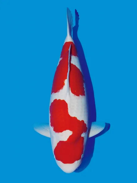 Japanese Koi for Sale