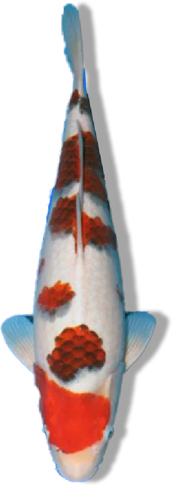 Ai Goromo