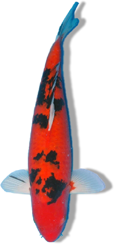 Aka Bekko