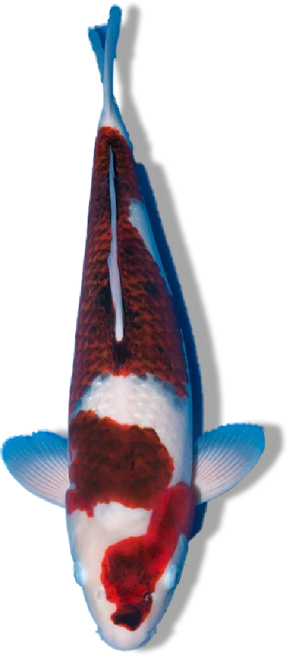 Budo Goromo