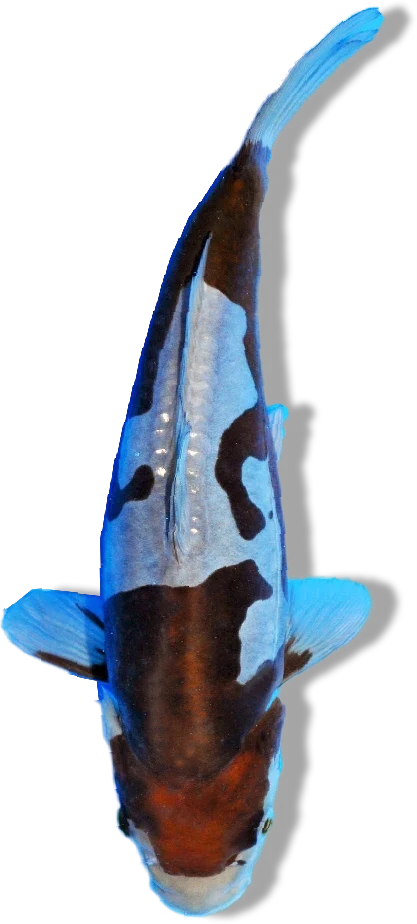 Doitsu Ochiba