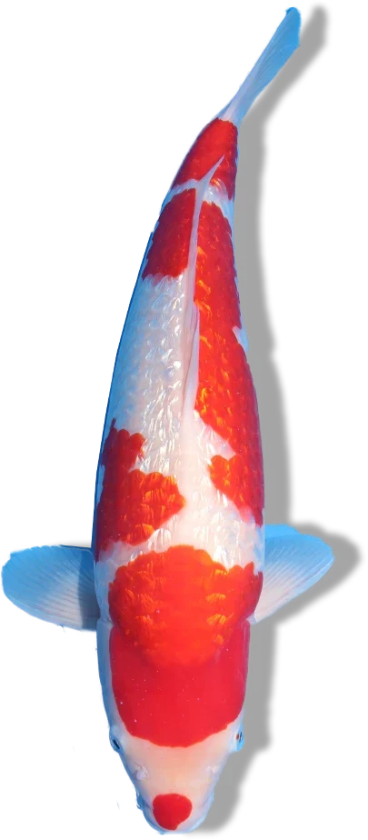 Ginrin Kohaku