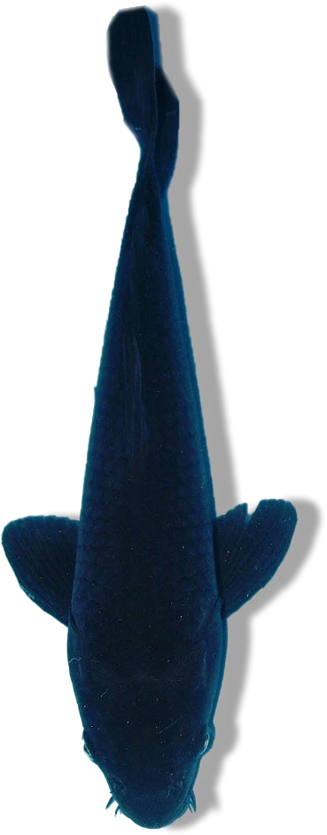 Karasugoi