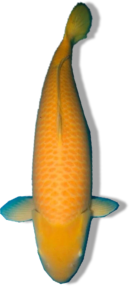 Kigoi