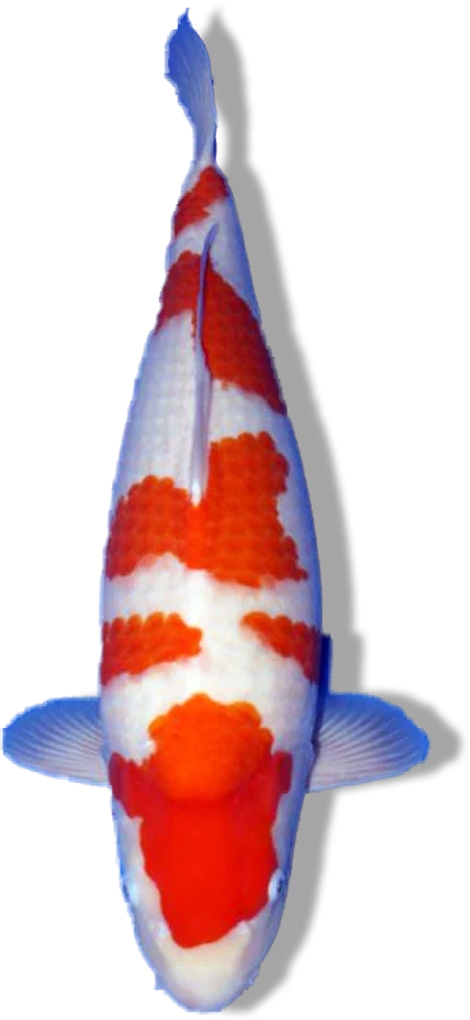 All Koi Fish