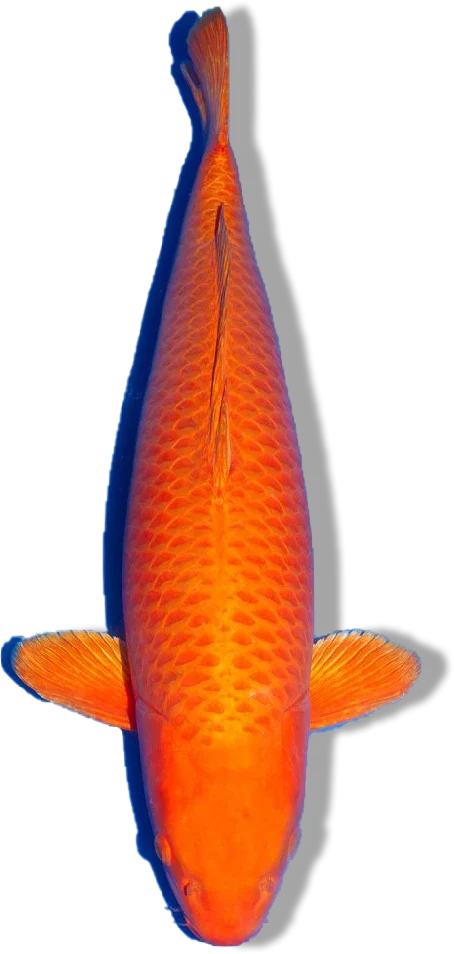 Orenji Ogon