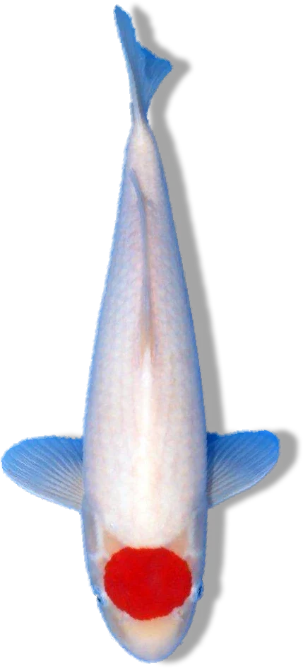 Tancho Kohaku