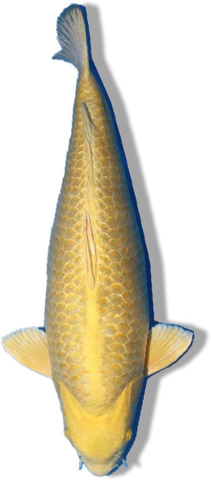 Yamabuki Ogon