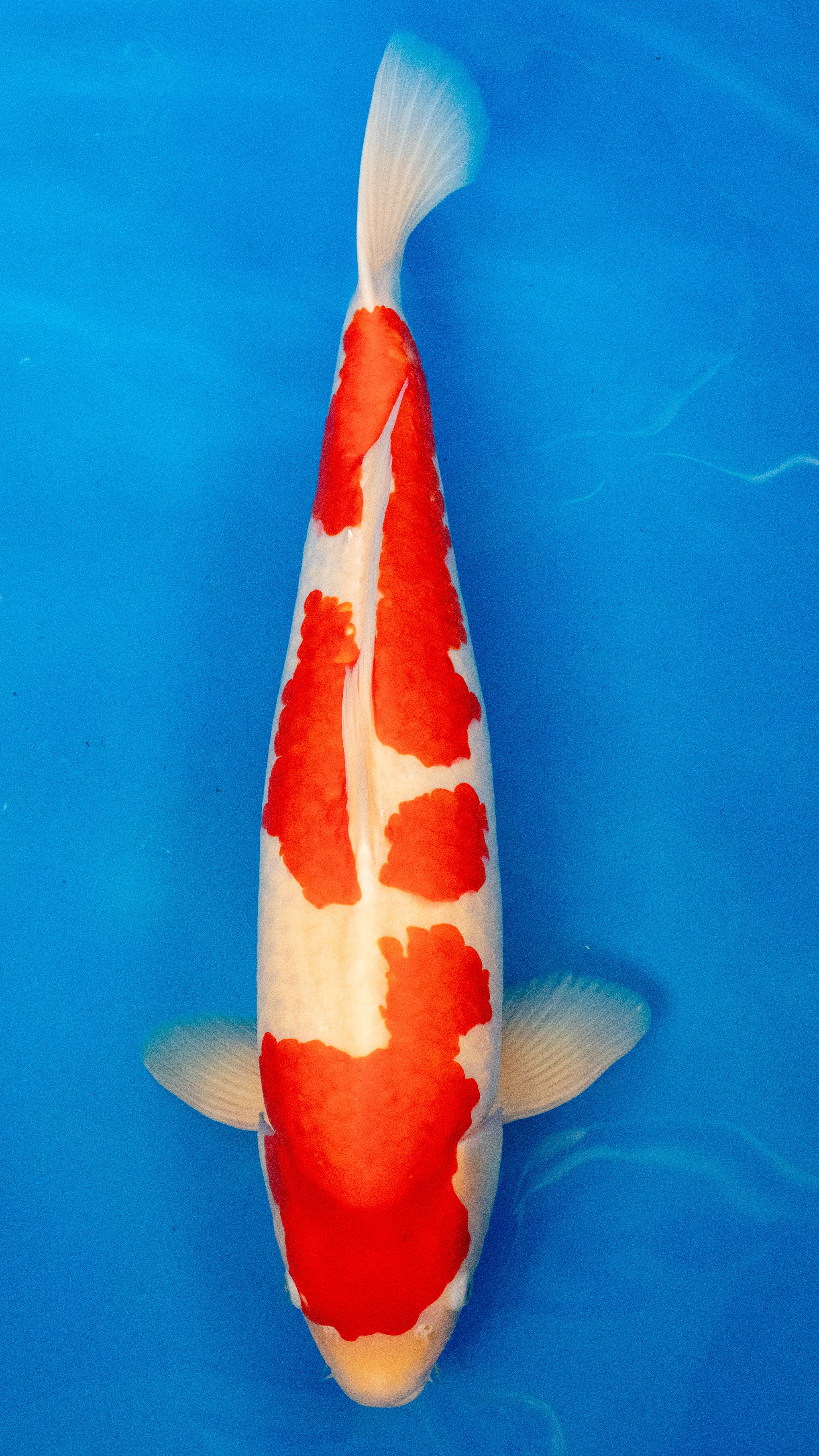 Kohaku