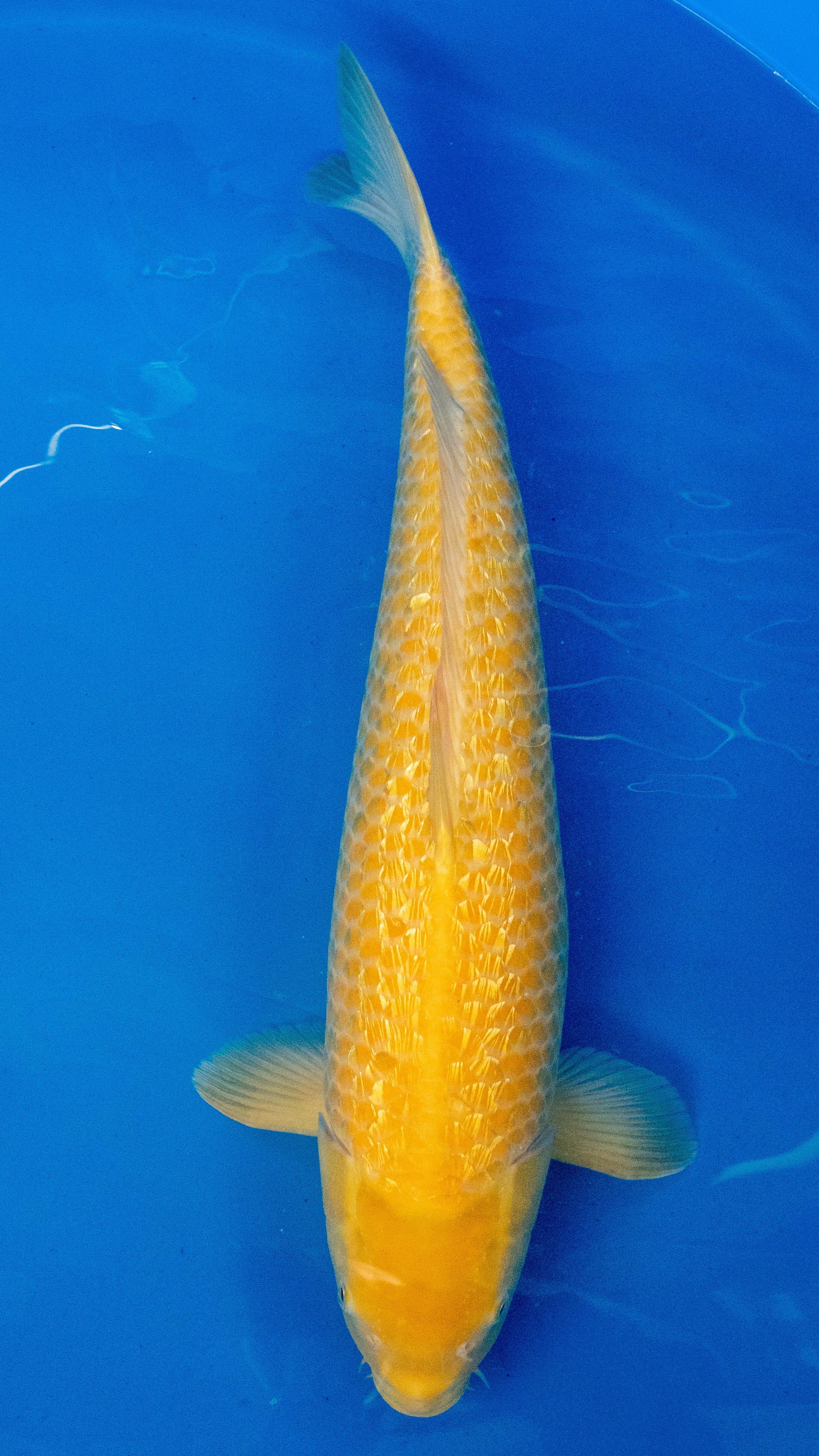Ginrin Karashigoi