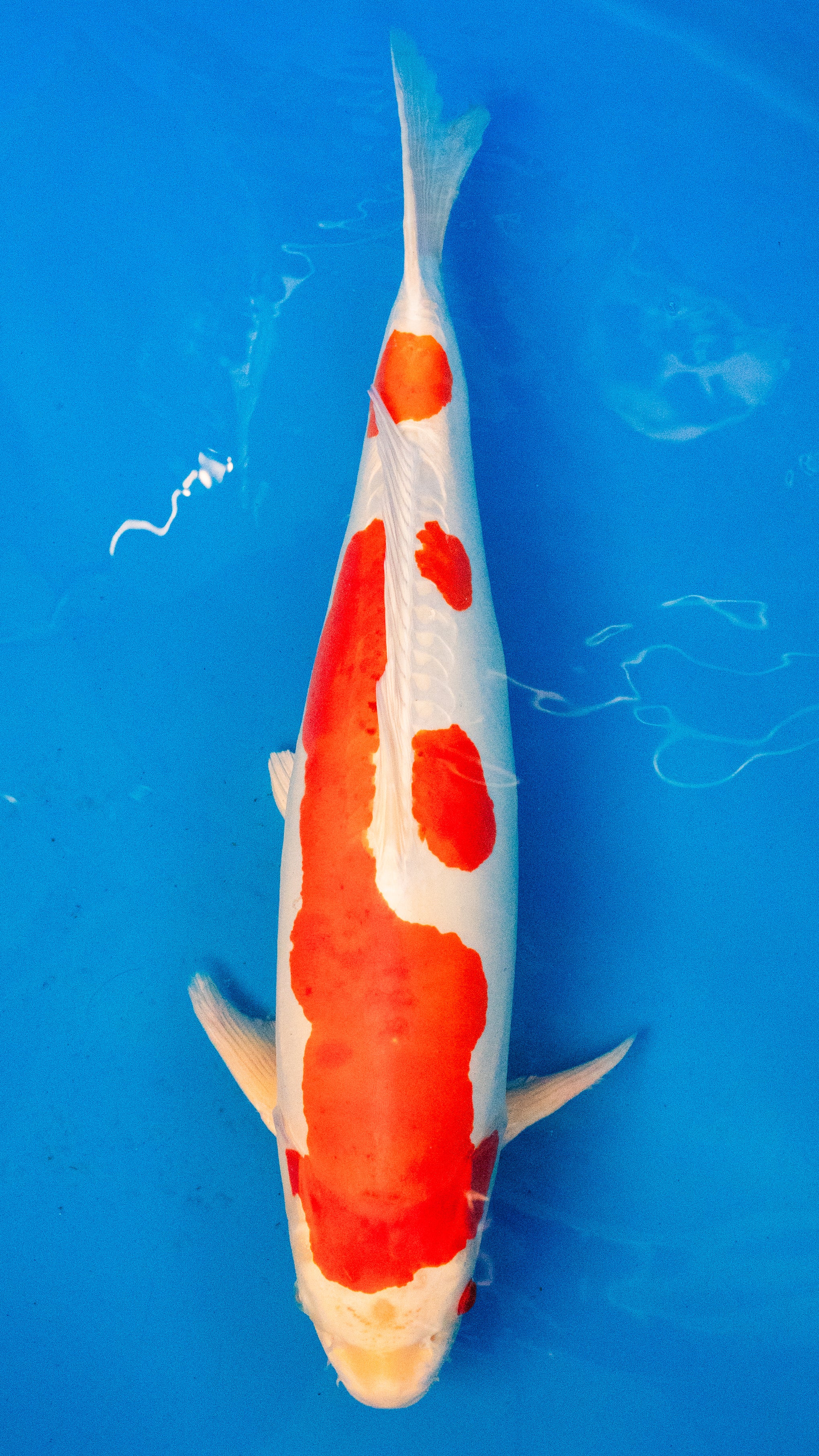 Kikusui