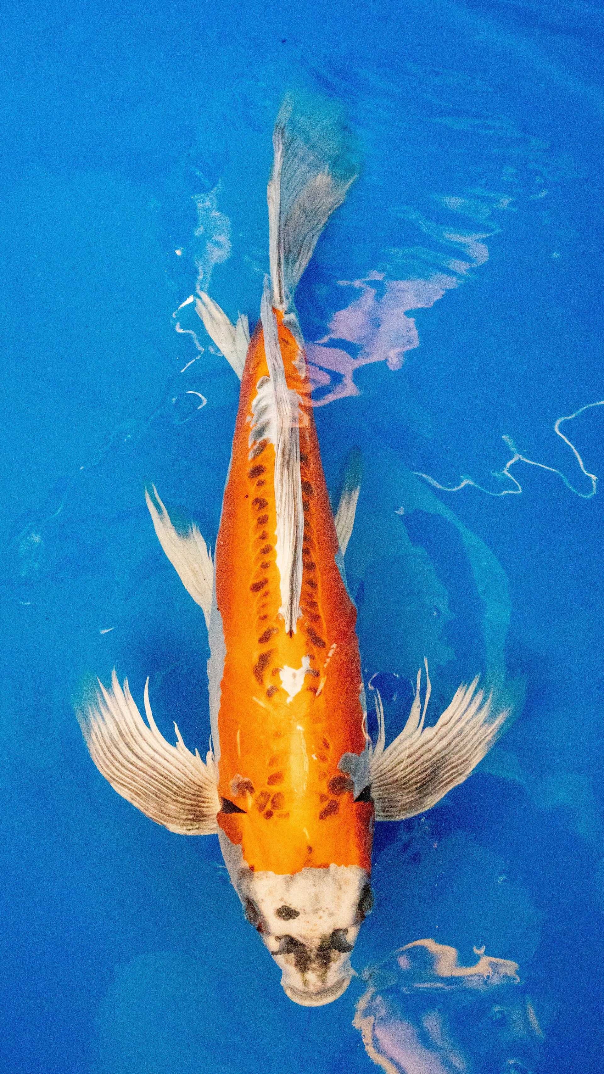 Beni Kikokuryu Butterfly