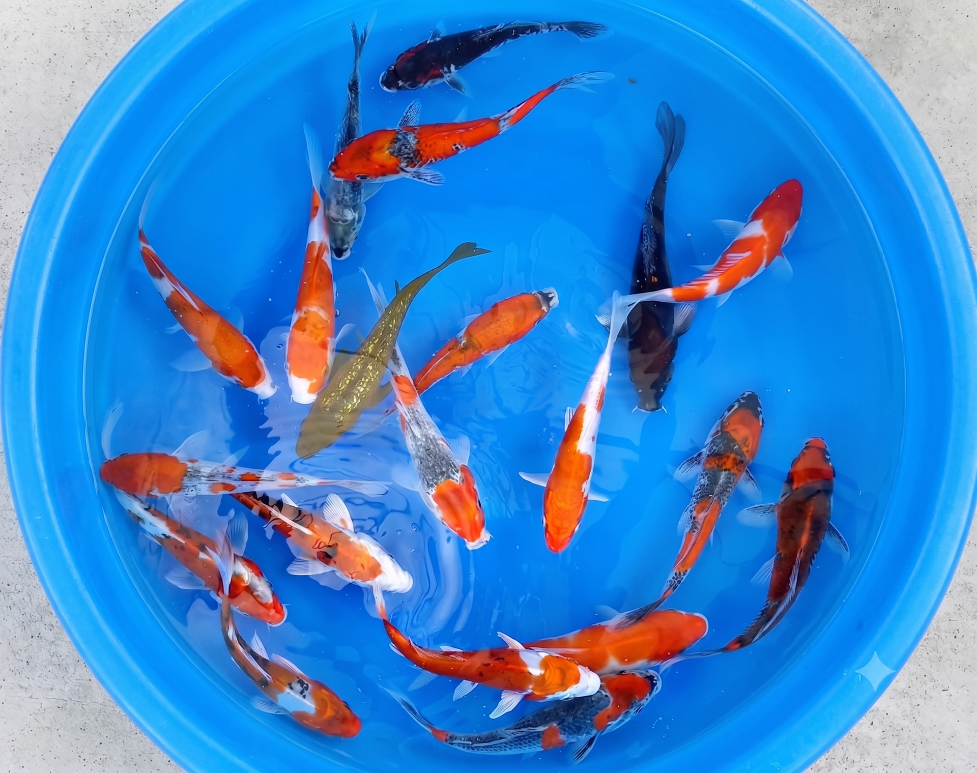 KOI TEST A - YAGENGI (16-18CM)- 16-PIECE TOSAI COLLECTION ( FALL 2025 HARVEST)