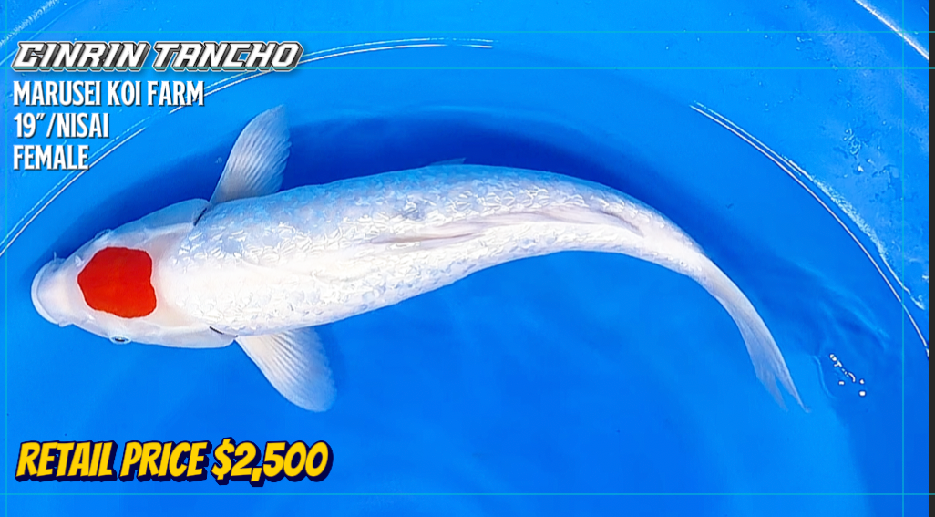 GINRIN TANCHO RAFFLE $2500 VALUE