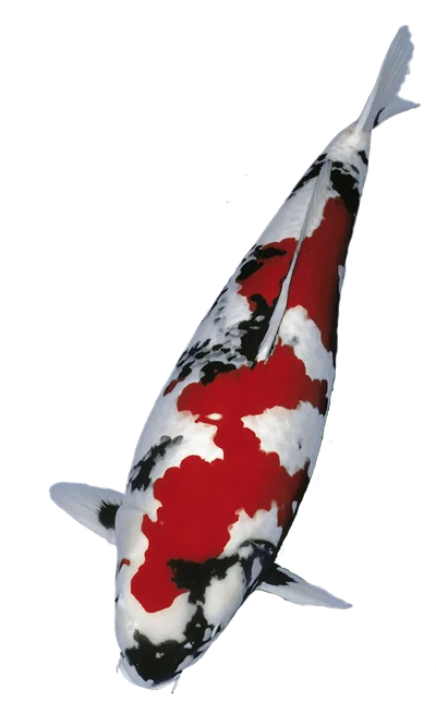 Top