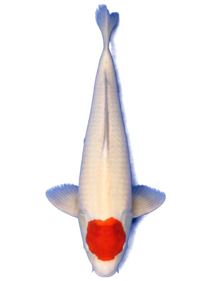 Tancho Kohaku