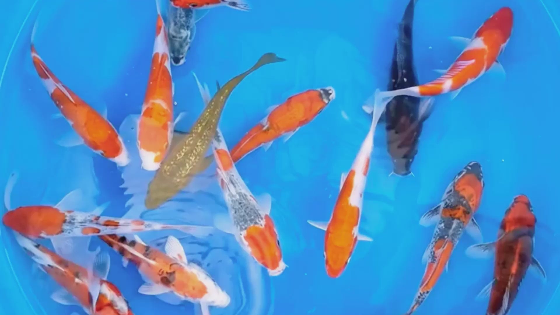 KOI TEST A - YAGENGI (16-18CM)- 16-PIECE TOSAI COLLECTION ( FALL 2025 HARVEST)