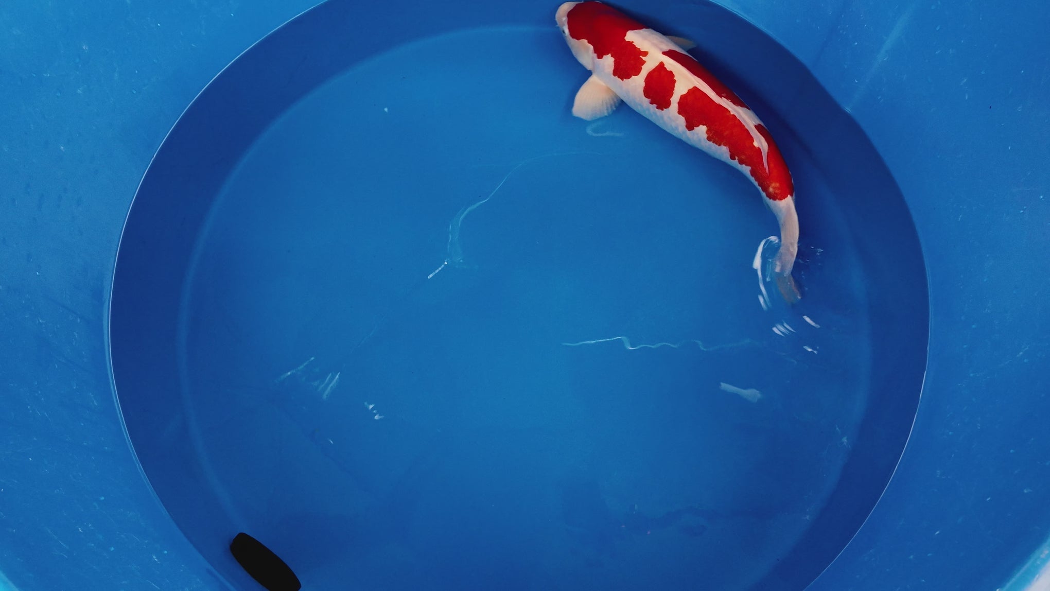 Kohaku