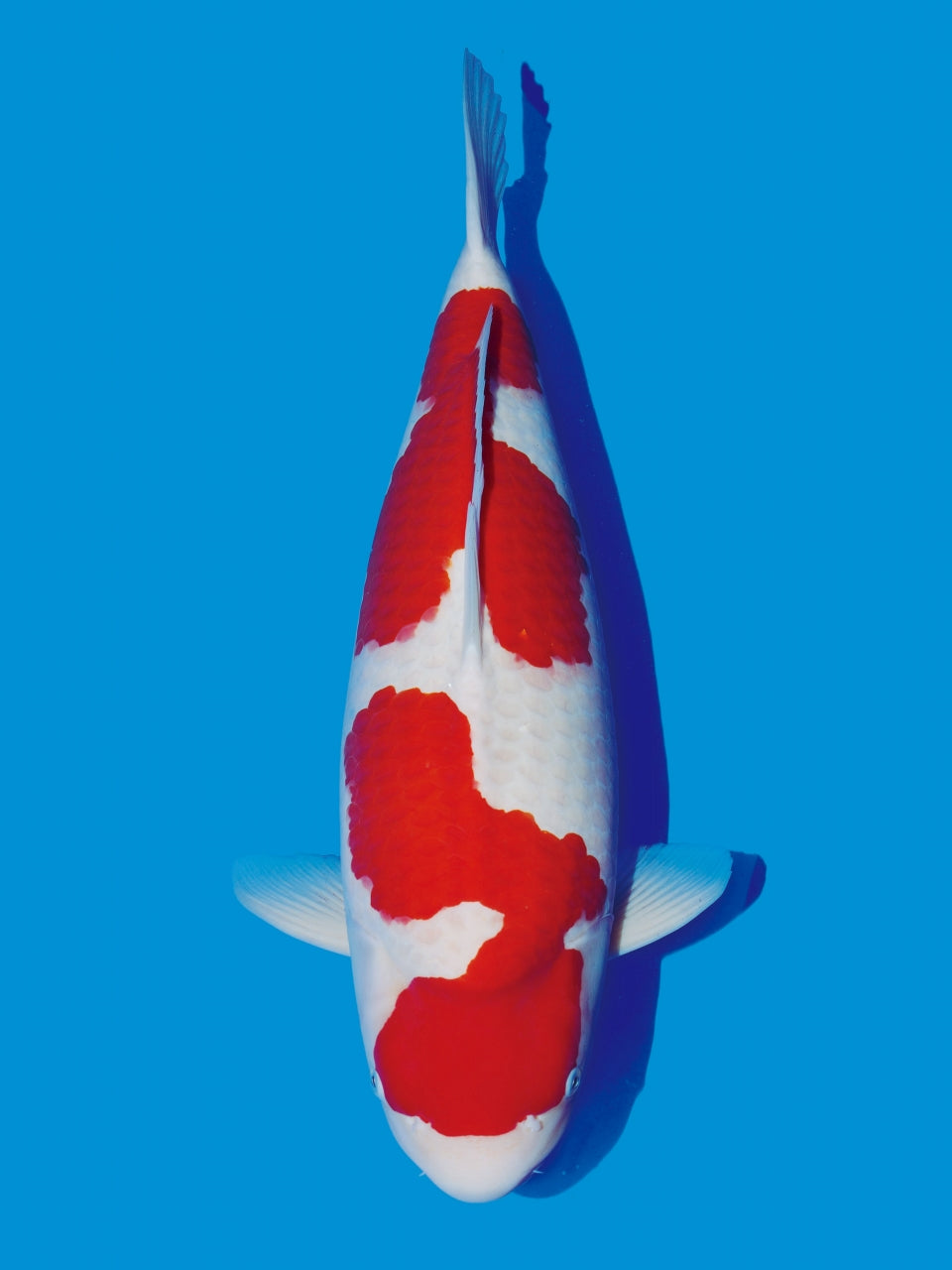 Japanese Koi