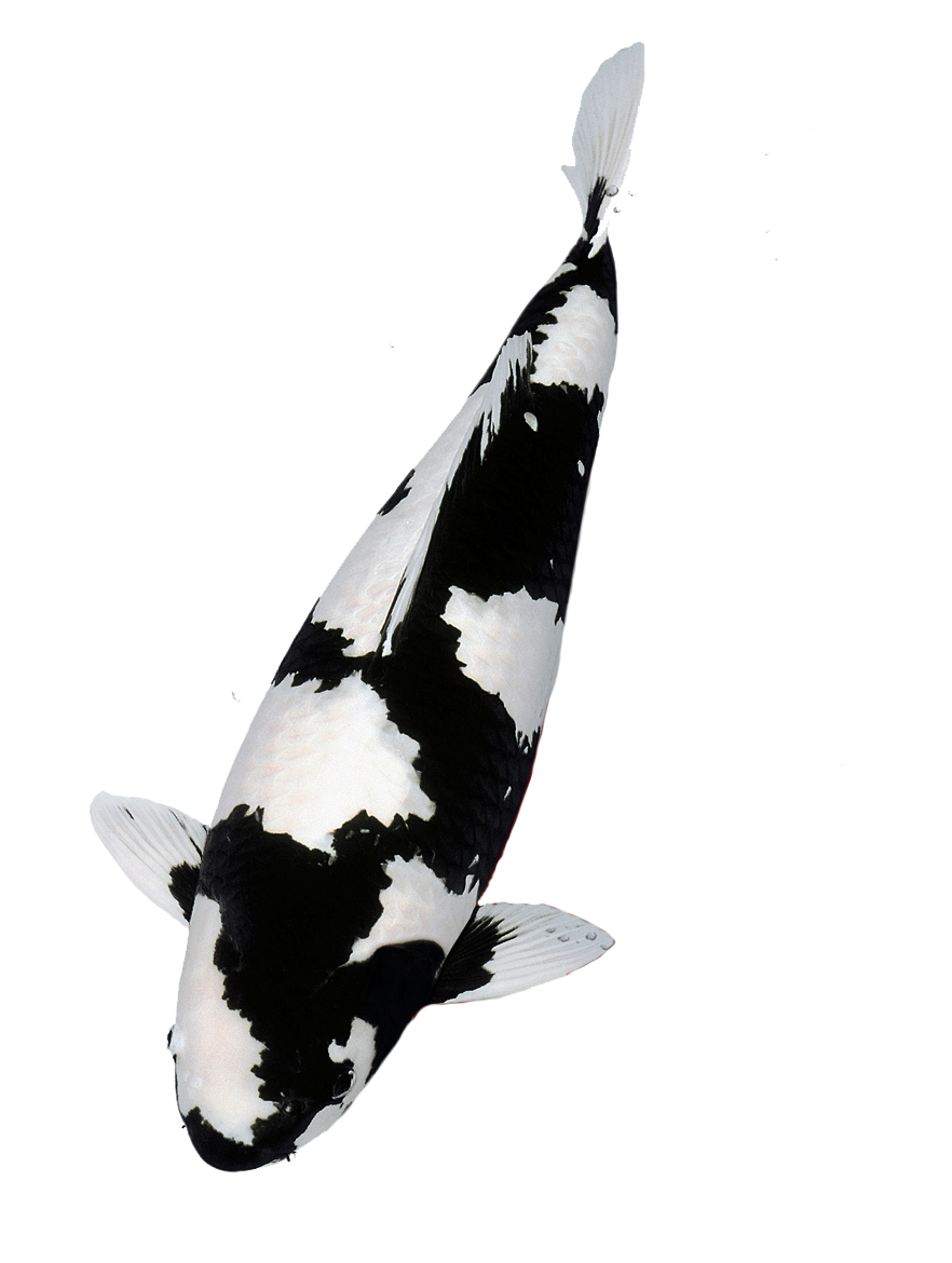 Japanese Koi