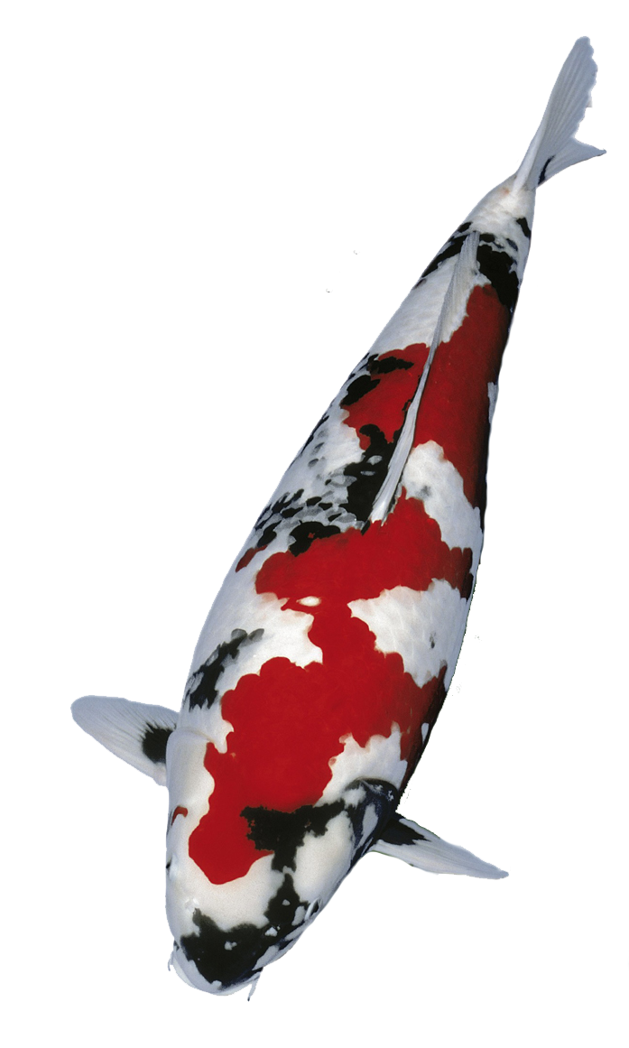 Japanese Koi